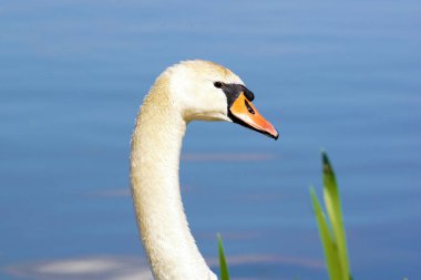 Gölde beyaz kuğu, gün batımında mavi arka planda..
