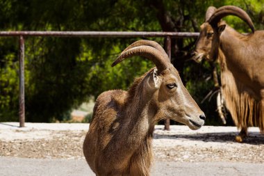 Alp dağ keçisi, Capra. Eski erkek.