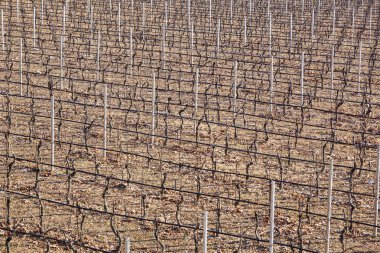 Bağ kış manzara boş. Sıcak hava bahar çimen hazırlanıyor