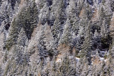 .Kış günü kar soğuk güneşli kapsadığı orman