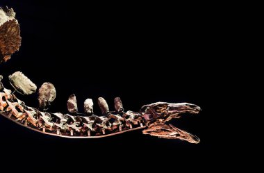 Londra 3 Nisan 2017: Londra Doğal Tarih Müzesindeki üzerinde siyah duvar izole maruz Tyrannosaurus Rex iskelet. ışık ve selctive odak. Bu müze tarihi hakkında çeşitli temalar öneriyor
