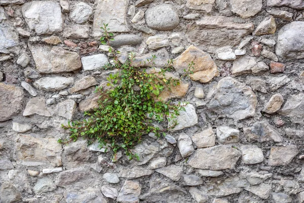 Weergave van steegje met stenen muur en bloemrijke bush in Saint-Paul-de-Vence, een mooie goed bewaarde middeleeuwse gehucht in de buurt van Nice — Stockfoto