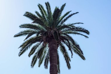 Mavi gökyüzü arka plan, vintage bir görünüm stili palmiye ağaçlarının