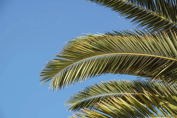 Mavi güneşli gökyüzünde palmiye ağaçları