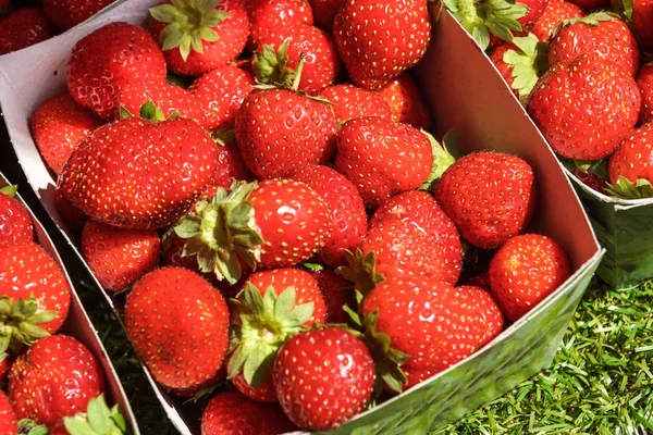 Erdbeermarmelade Kochen Und Erdbeeren Waschen — Stockfoto