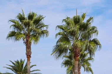 Palmiye ağaçları - güzel bir mavi gökyüzü karşı mükemmel palmiye ağaçları