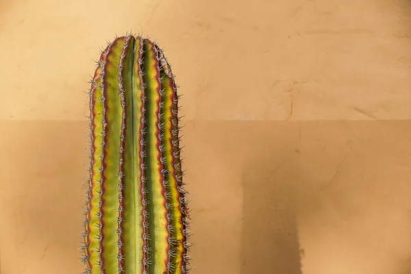 Cactus Neon Minimale Stilleven Kunstgalerie Fashion Design Vanille Trendy Kleur — Stockfoto