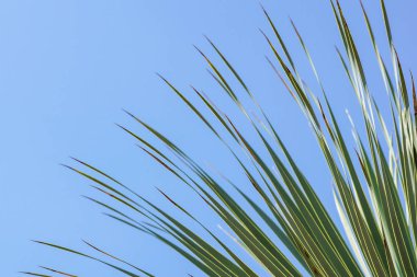 Bulutlu gökyüzü mavi arka plan ile çerçeve Hindistan cevizi şubeleri kalkıyor.