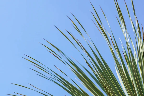 Feuilles cadre de branches de noix de coco avec fond bleu ciel nuageux . — Photo