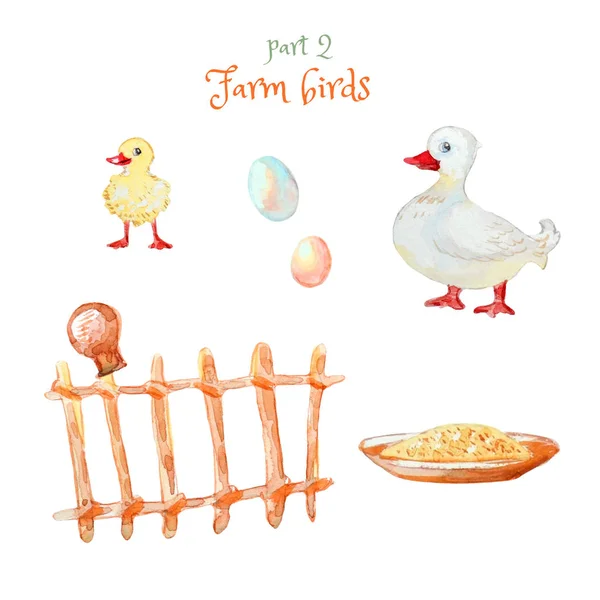 Fjäderfäfamilj: anka och ankunge. Hushållsartiklar: Nötkreatur, Kvarn — Stockfoto
