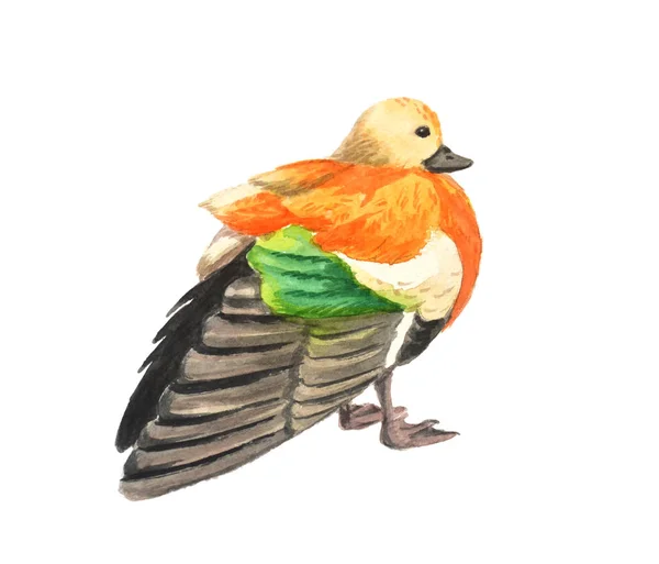 Akvarel ilustrace - náčrt červené kachny se zeleným peřím — Stock fotografie