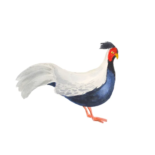 Poultry - colorful pheasant .  Watercolor sketch isolated on whi — Stock Photo, Image