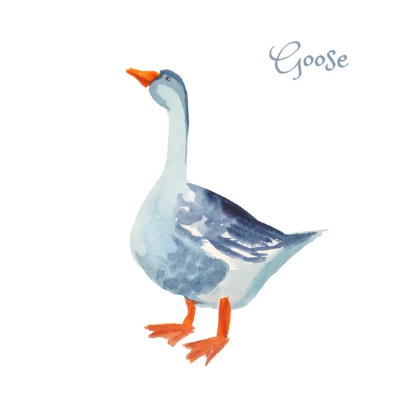 Poultry bird - goose. Isolated on white. Watercolor cartoon illu — Stock Photo, Image