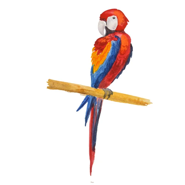 Krásný exotický pták - papoušek červený. Akvarel náčrtu — Stock fotografie