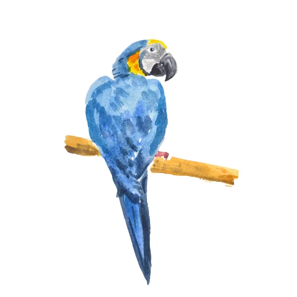Krásný exotický pták - papoušek modrý. Akvarel skica iso — Stock fotografie