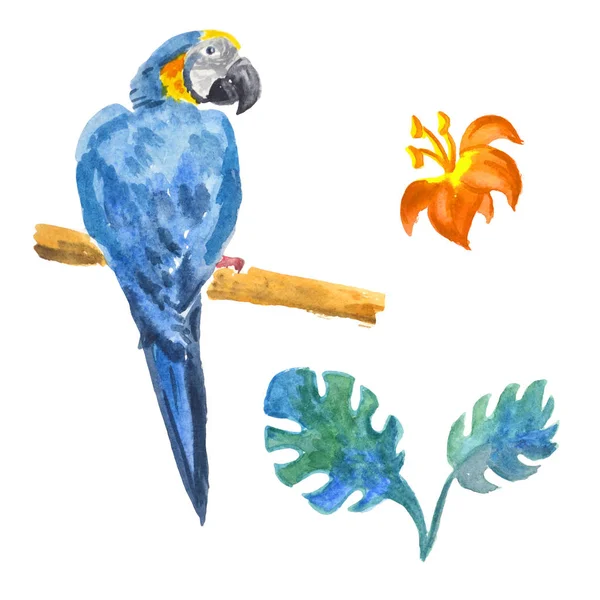Krásný exotický pták - papoušci macaw. Izolovat akvarel — Stock fotografie
