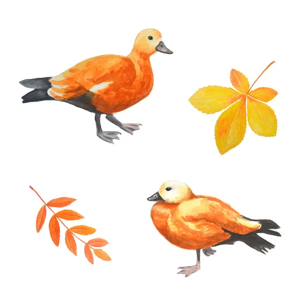 Watercolor set - sketch of a red duck with autumn leaves. Breed — Stock Photo, Image