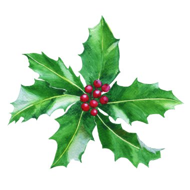 Holly Bush. Beyaz bir arka plan üzerinde izole. Suluboya resim.