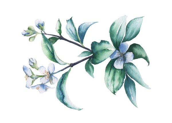 Branche de Jasmine. Isolé sur fond blanc. illustration aquarelle . — Photo