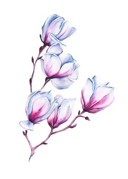 Tak van een roze Magnolia. geïsoleerd. Aquarel illustratie. — Stockfoto