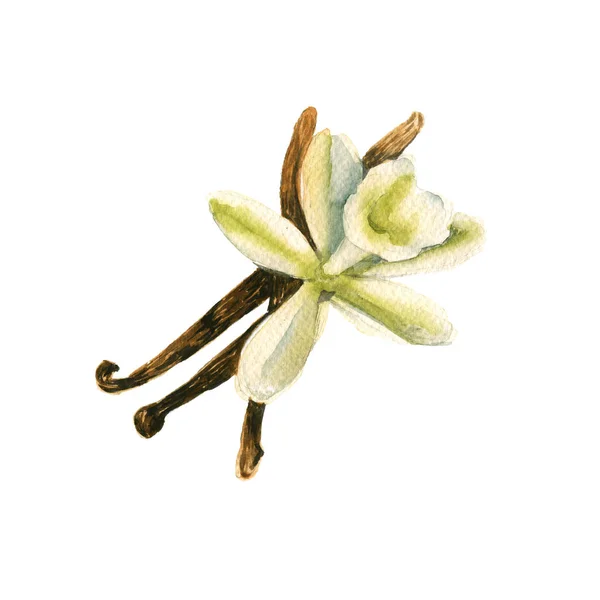 Spice vanilla with a flower. isolated. watercolor illustration. — Stock Photo, Image