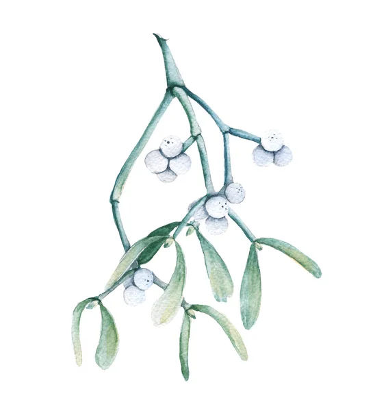 Branch of mistletoe. Isolated on a white background. Watercolor illustration. — Stock Photo, Image