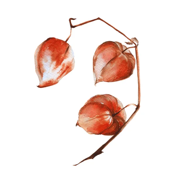 Zweig der Physalis. isoliert auf weißem Hintergrund. Aquarellillustration. — Stockfoto