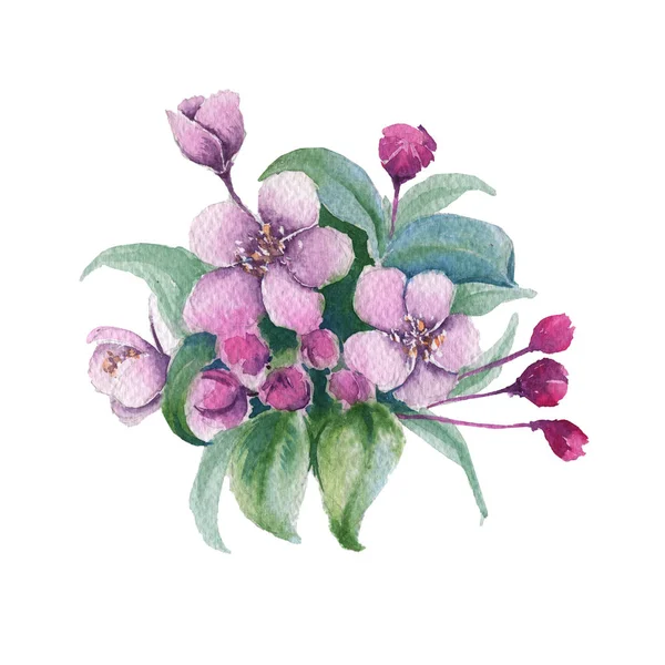 Tak met cherry bloemen. Geïsoleerd op een witte achtergrond. Aquarel illustratie. — Stockfoto