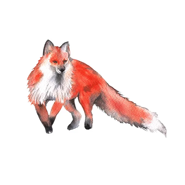 Red Fox. Na białym tle na białym tle. Akwarela, ilustracja. — Zdjęcie stockowe