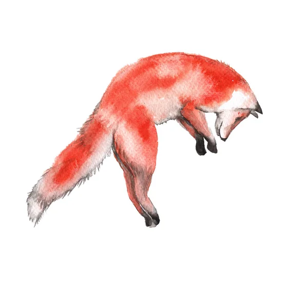 Red Fox. Izolované na bílém pozadí. Akvarel, ilustrace. — Stock fotografie