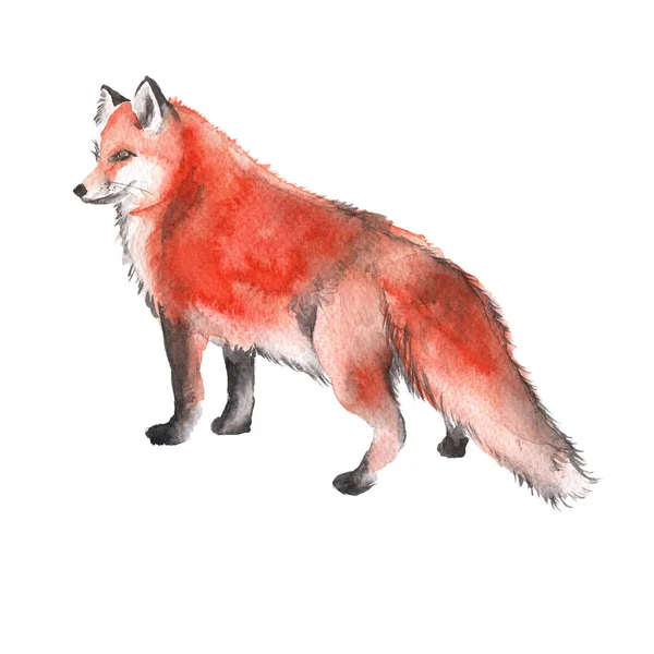 Red Fox. Na białym tle na białym tle. Akwarela, ilustracja. — Zdjęcie stockowe