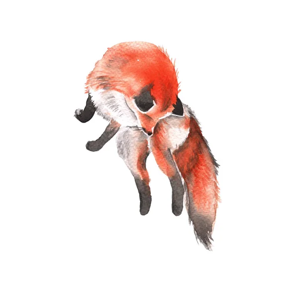 Red Fox. Izolované na bílém pozadí. Akvarel, ilustrace. — Stock fotografie