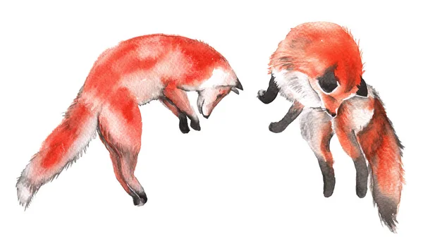 Red Fox. Na białym tle na białym tle. Akwarela, ilustracja. — Zdjęcie stockowe