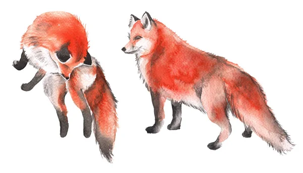 Red Fox. Na białym tle na białym tle. Akwarela, ilustracja. — Zdjęcie stockowe