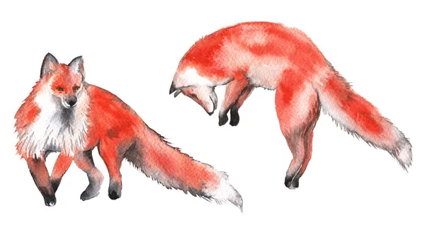 Red Fox. Na białym tle na białym tle. Akwarela, ilustracja. — Zdjęcie stockowe