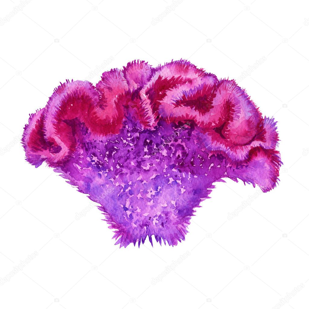 Flower celosia. Isolated on a white background. Watercolor illustration.