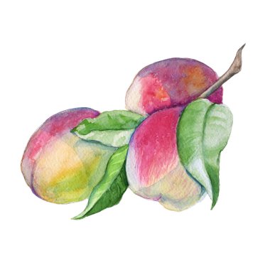 Şeftali şube yaprakları ile. Beyaz arka plan üzerinde izole. 