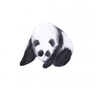 Ayı panda. Beyaz arka plan üzerinde izole. 