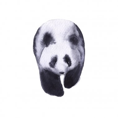 Ayı panda. Beyaz arka plan üzerinde izole. 