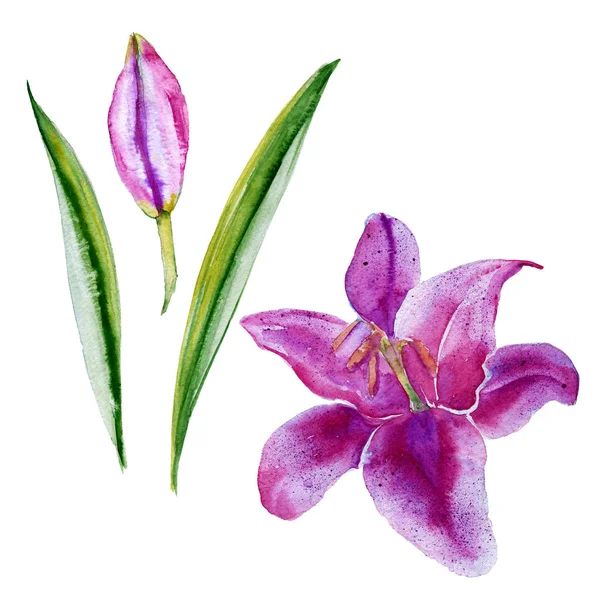 Lily bloem. Geïsoleerd op een witte achtergrond. Aquarel illustratie. — Stockfoto