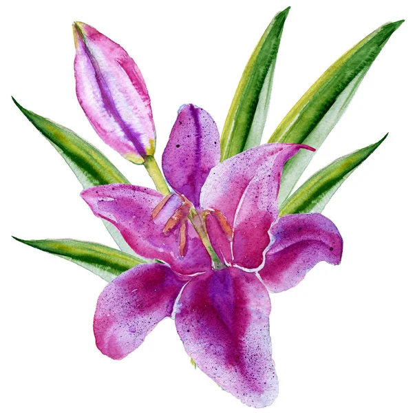Lily bloem. Geïsoleerd op een witte achtergrond. Aquarel illustratie. — Stockfoto
