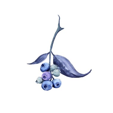 Yaban mersini ile şube. Beyaz arka plan üzerinde izole. 