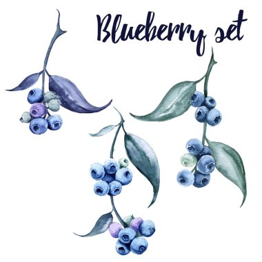 Yaban mersini ile şube. Beyaz arka plan üzerinde izole. 