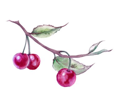 Şube kiraz ile. Beyaz arka plan üzerinde izole.