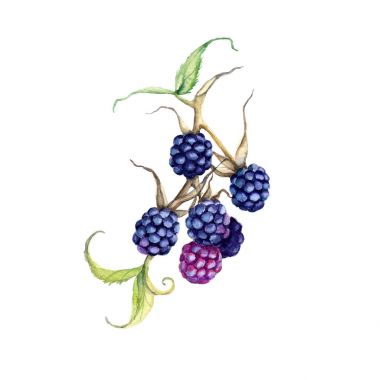 BlackBerry dal. Beyaz arka plan üzerinde izole