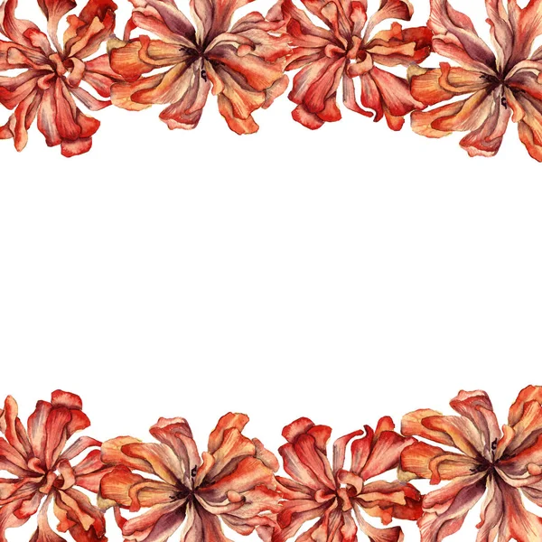Рамка из сушеных цветов тюльпана. Изолированный на белом фоне . — стоковое фото