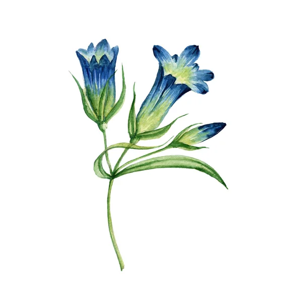 Flower branch Gentiana.  Batanic watercolor illustration — Stock Photo, Image