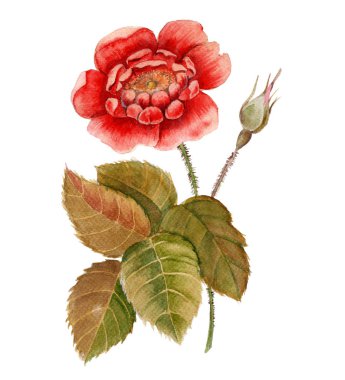 Bir tomurcuk gül dalı. Beyaz arka plan üzerinde izole. 