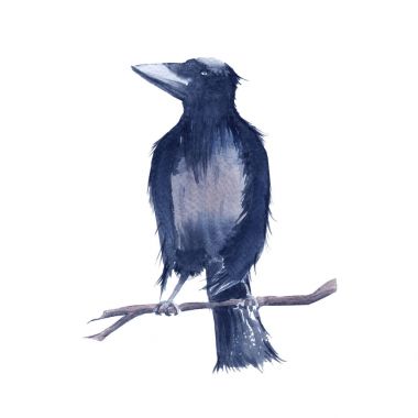 Raven eksikliği. Beyaz arka plan üzerinde izole. 