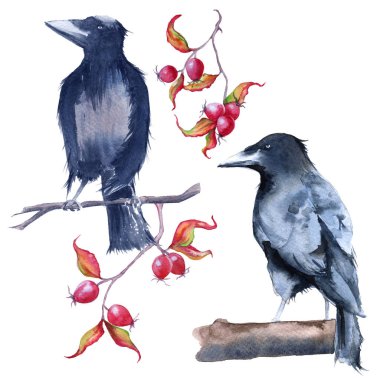 Raven eksikliği. Beyaz arka plan üzerinde izole. 